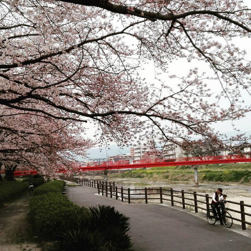 2016年福岡 桜 満開寸前